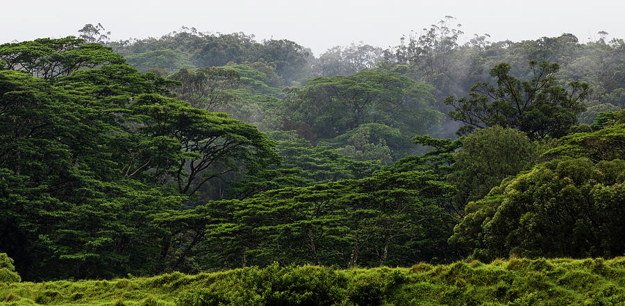 Rainforest Mist, Wailua, Maui Photograph by Adam Pender