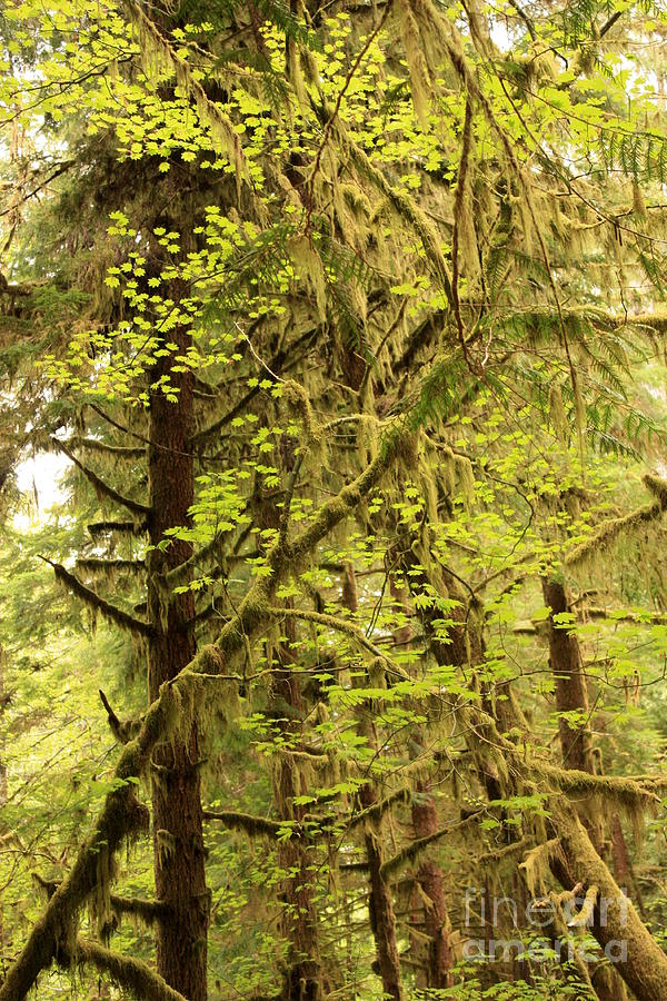 Rainforest Mossy Trees Drama Photograph by Carol Groenen