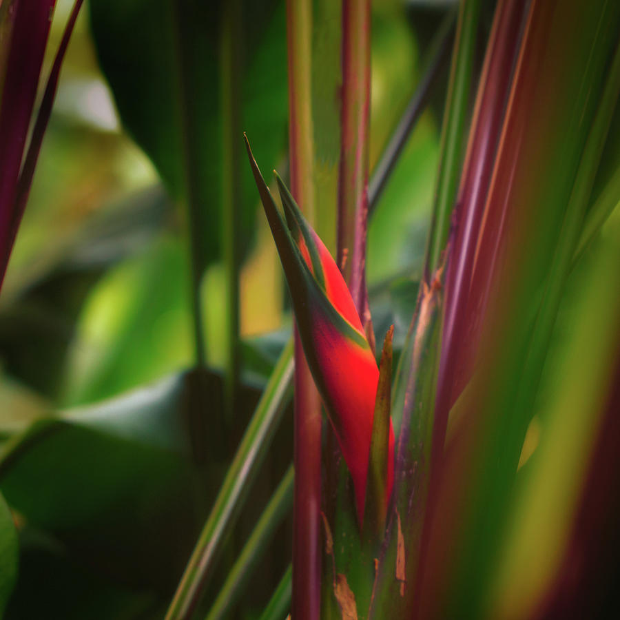 Rainforest Red Photograph by Jade Moon