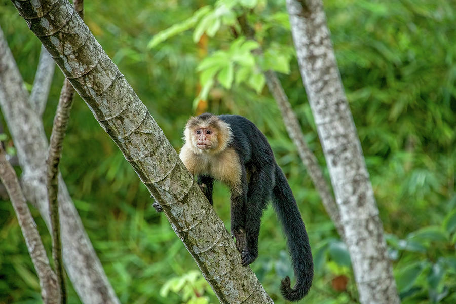 Rainforest Resident, Costa Rica Photograph by Marcy Wielfaert