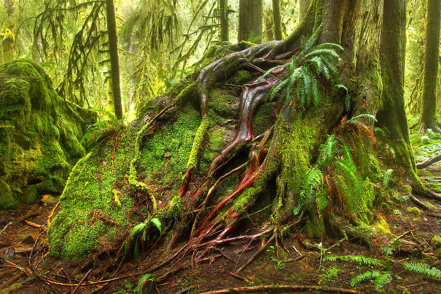 Rainforest Roots Photograph by Douglas Taylor