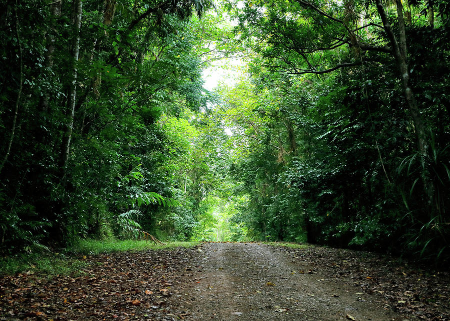 Rainforest Track 2 Photograph by Nicholas Blackwell