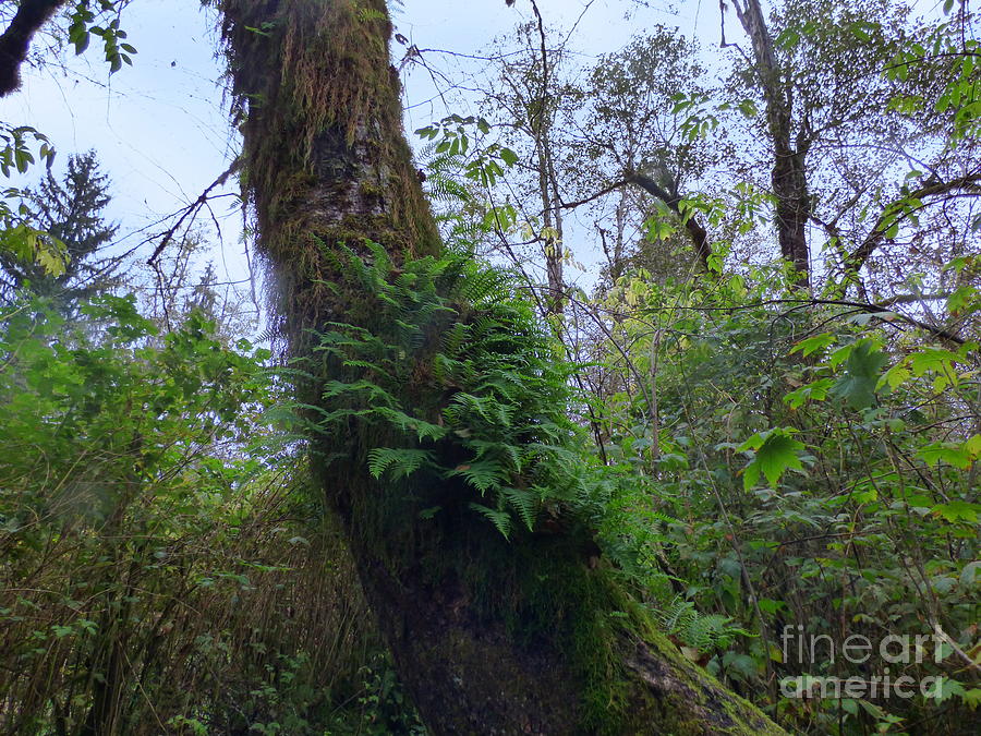 Rainforest Tree Fern Photograph by Charles Robinson