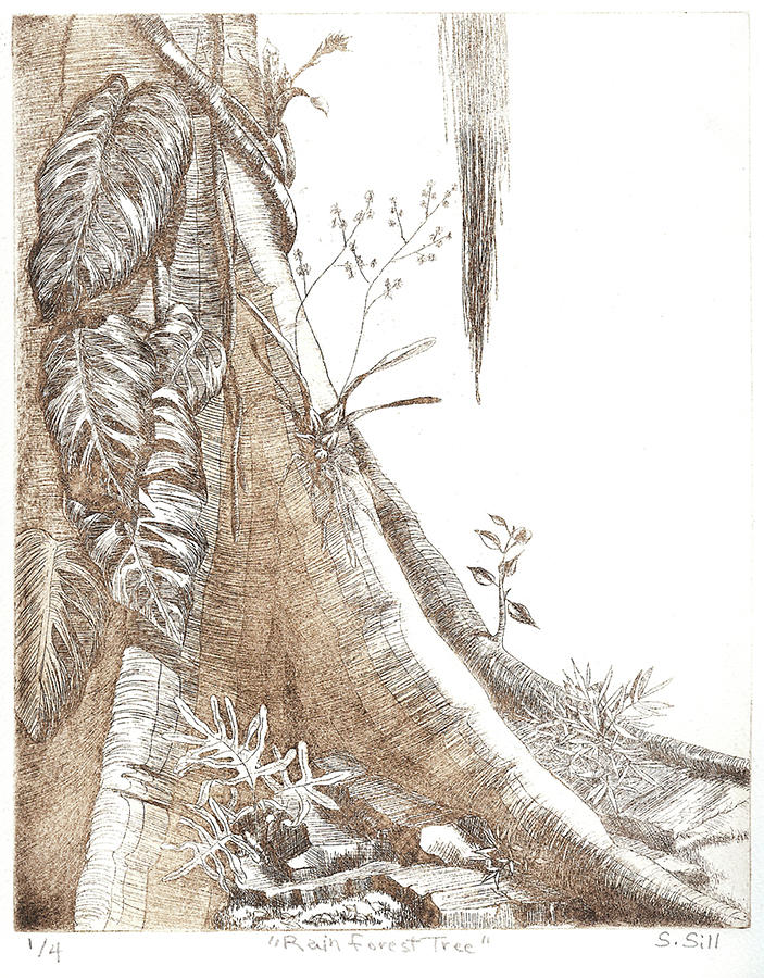 Rainforest Tree Drawing by Sue Sill