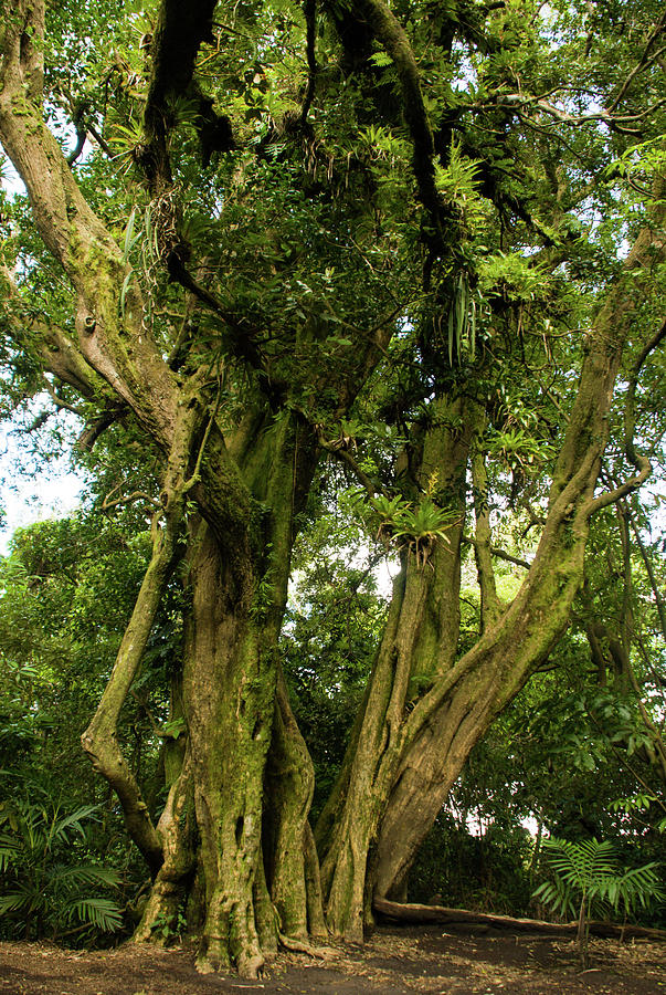 Rainforest Trees Cerro Verde National Park El Salvador Photograph by ...