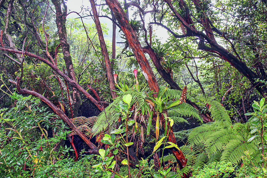 Rainforest Vegetation #9 Photograph by Lorraine Baum