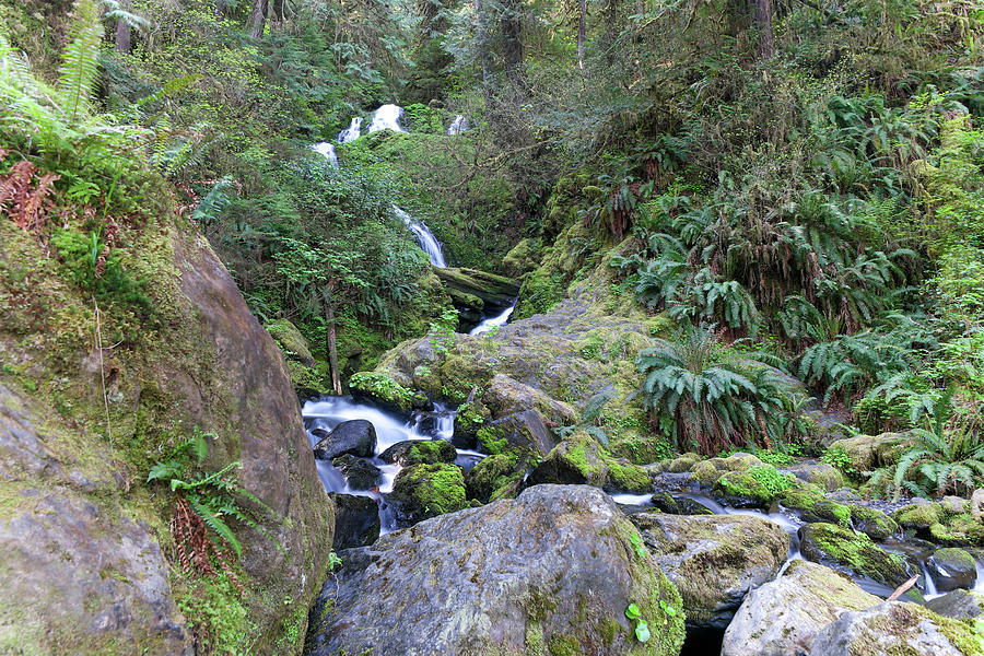 Rainforest Waterfall Photograph