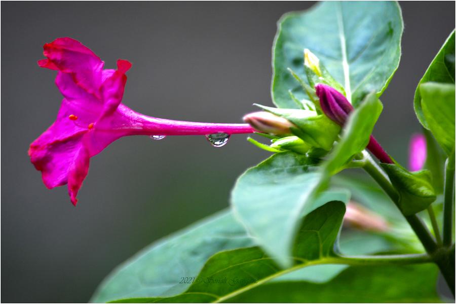 Rainfresh Photograph by Sonali Gangane