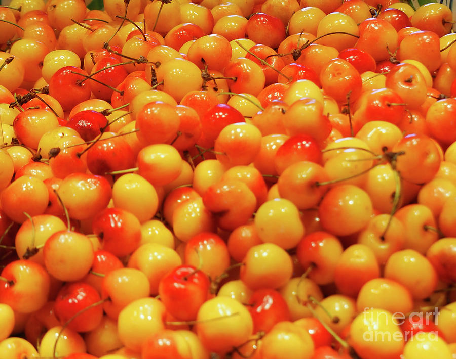 Rainier Cherries Photograph by Ginger Repke