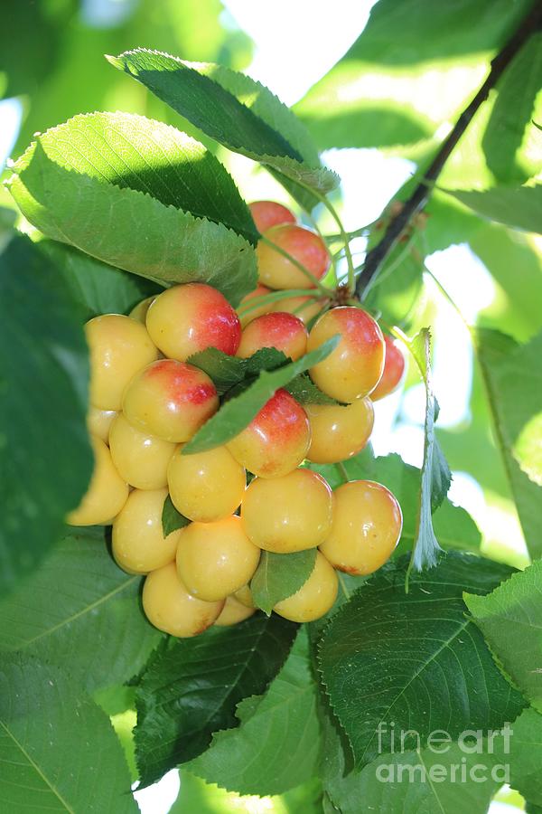 Rainier Cherries on Branch Photograph by Carol Groenen