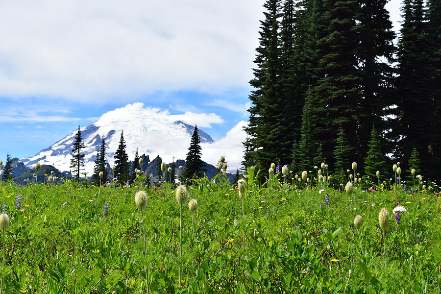 Rainier Wildflowers, Washington, USA Photograph by Lkb Art And Photography