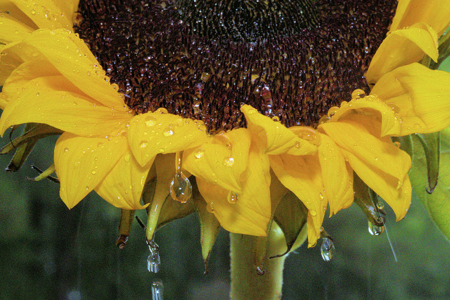 Rains On Sunflower Photograph by Siyano Prach