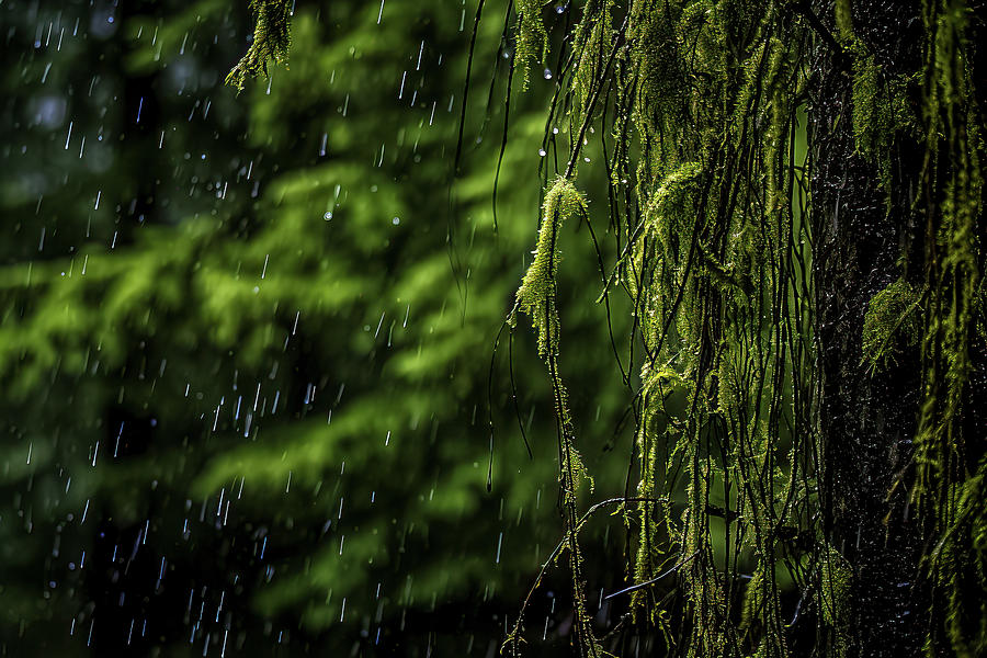 Rains Rhythm Photograph by Bill Posner