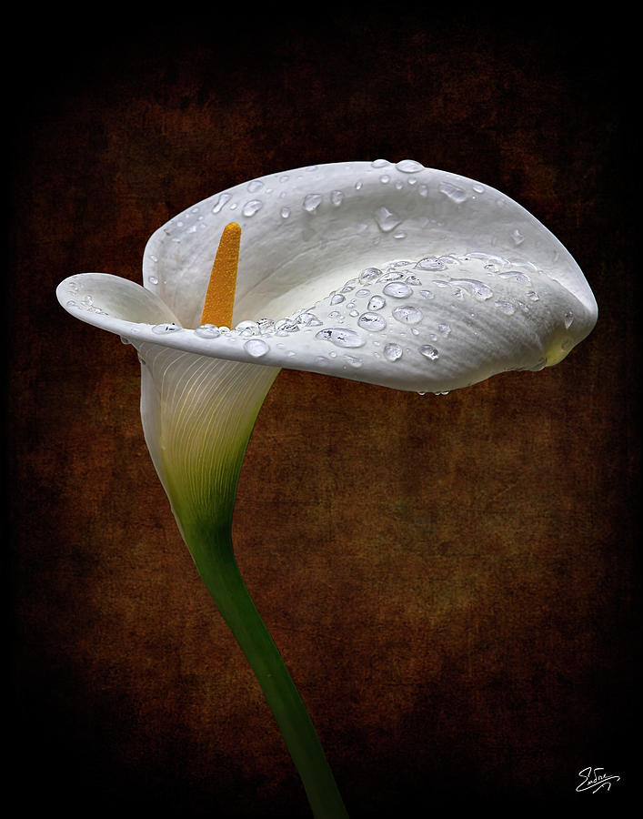 Rainwater On A Calla Lily Photograph by Endre Balogh