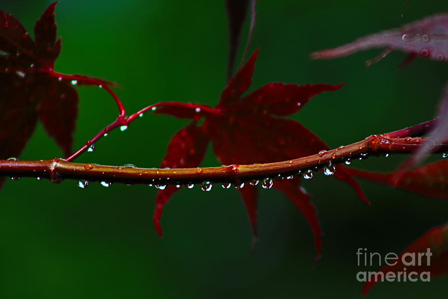 Red Maple in Rain Drops Photograph by Ash Nirale