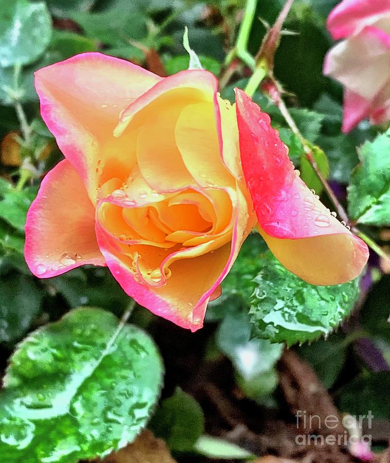 Rainy Campfire Rose Photograph By Melody Lien - Fine Art America