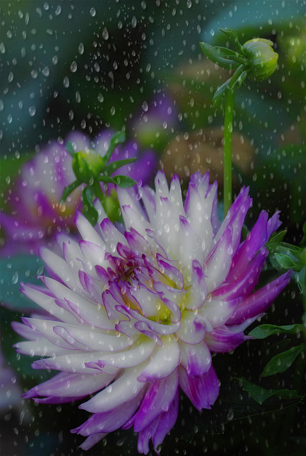 Rainy Dahlia Photograph by Kristal Kraft