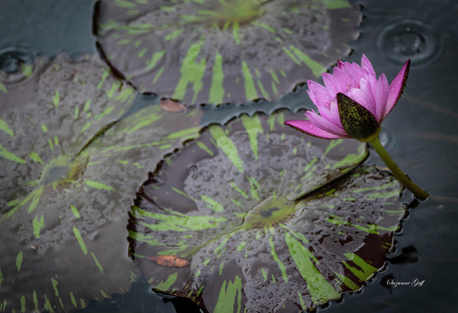 Rainy Day At The Lily Pond I Photograph