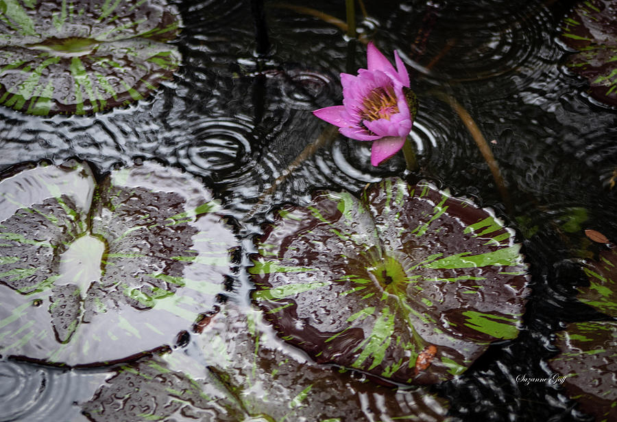 Lily Photograph - Rainy Day at the Lily Pond II by Suzanne Gaff