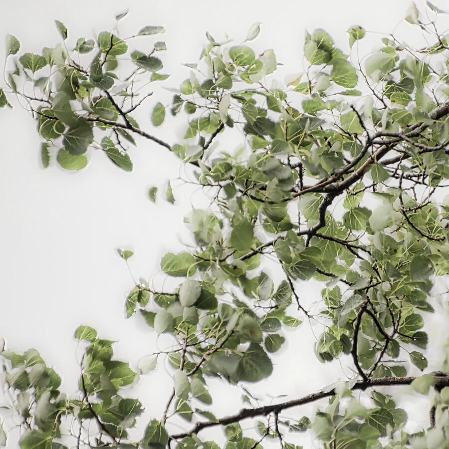 Rainy Day Birch Tree 2 - Photograph by Julie Weber