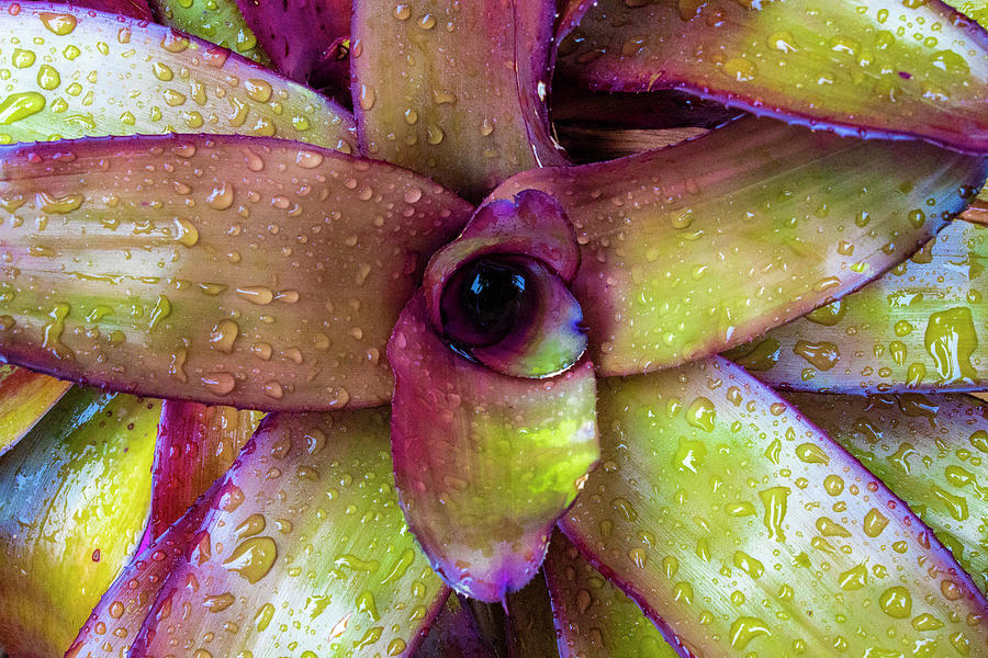 Rainy Day Bromeliad Photograph by Blair Damson