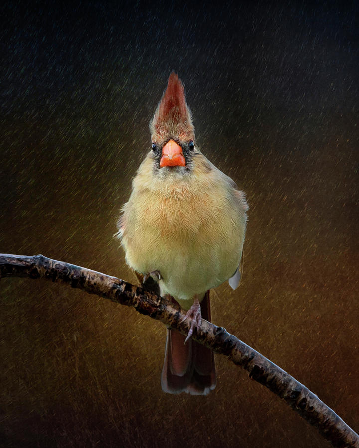 Rainy Day Cardinal Photograph by Deborah Penland