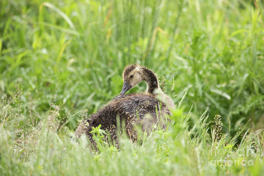 Rainy Day Gosling Series I Photograph by Jeannette Hunt