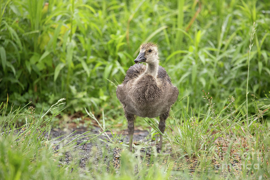 Rainy Day Gosling Series III Photograph by Jeannette Hunt