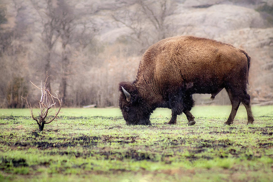 Rainy Day Grazing - Bison in a Grassy Field Photograph by Gary Geddes Rainy Day Grazing - Bison in a Grassy Field Photograph by Gary Geddes