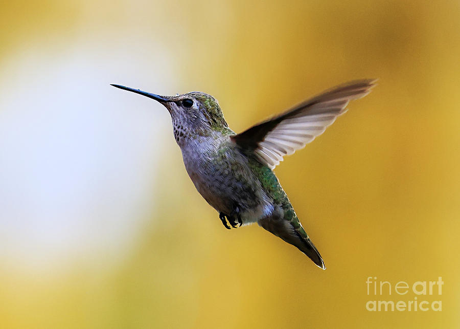 Rainy Day Hummingbird Photograph by Carol Groenen