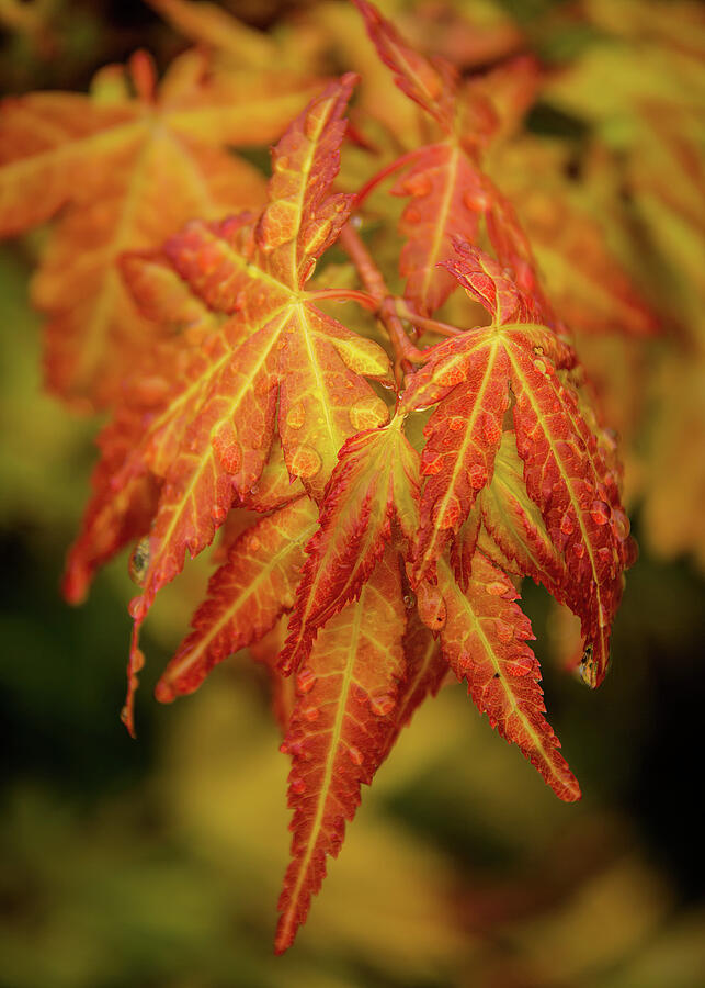 Rainy Day Maple Photograph by Dodie Ross Rainy Day Maple Photograph by Dodie Ross