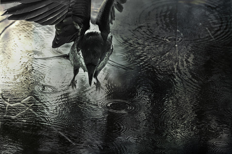 Rainy Day Raven Digital Art by Sue Capuano