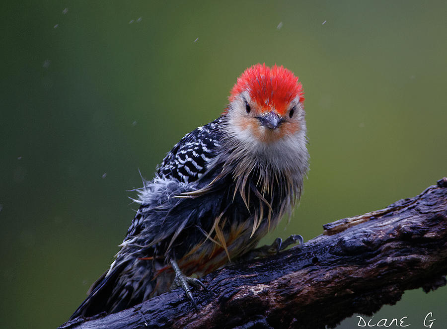  Rainy day Red-bellied Woodpecker. Photograph by Diane Giurco