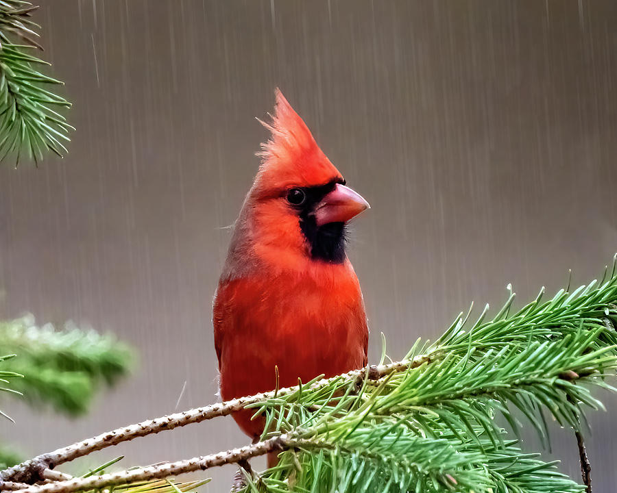 Rainy Day Red Bird Photograph by Cathy Kovarik