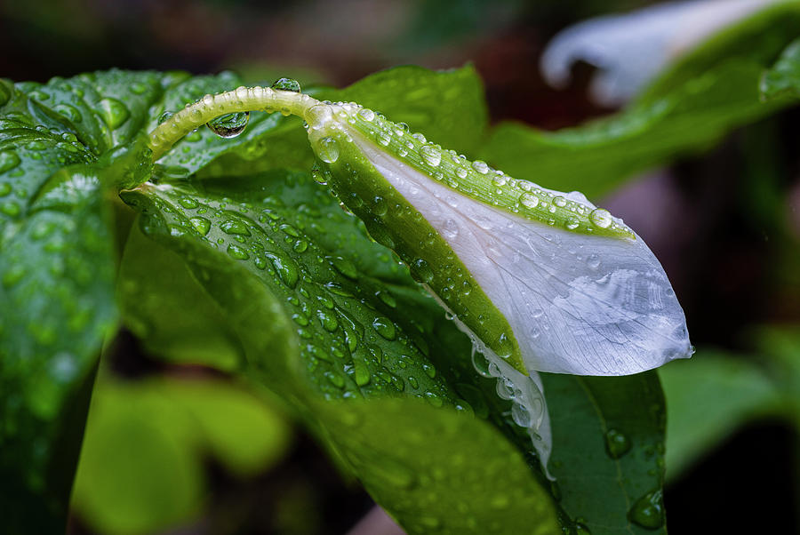Rainy Day Trillium Photograph by Robert Potts