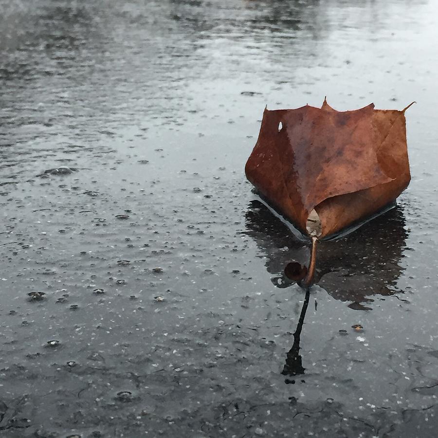 Rainy day umbrellas  Photograph by Lisa Burbach
