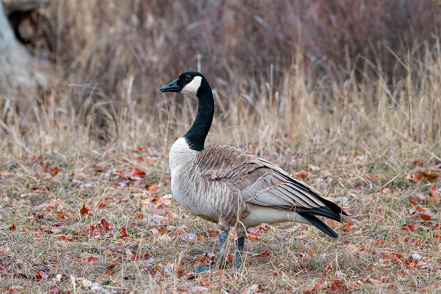 Rainy Goose Photograph by Pamela Dunn-Parrish - Fine Art America