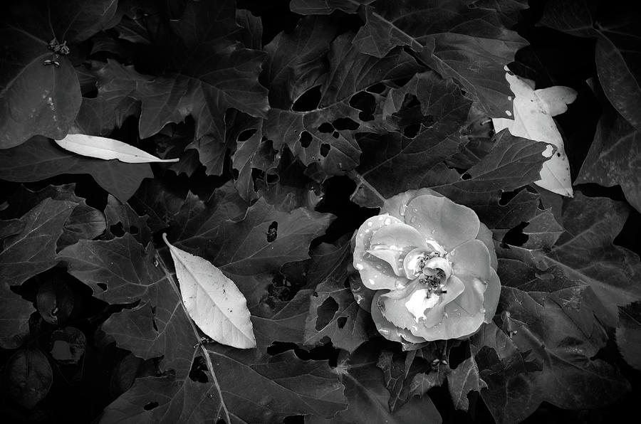 Rainy Monochrome Flower and Leaves Photograph by Angelo DeVal