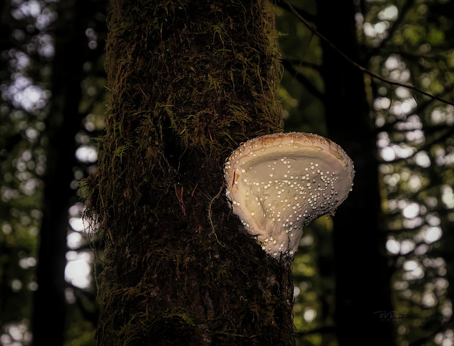 Rainy Mushroom Photograph by Bill Posner