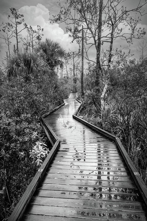 Rainy Reflections on the Boardwalk Trail  in Black and White Photograph by Debra and Dave Vanderlaan