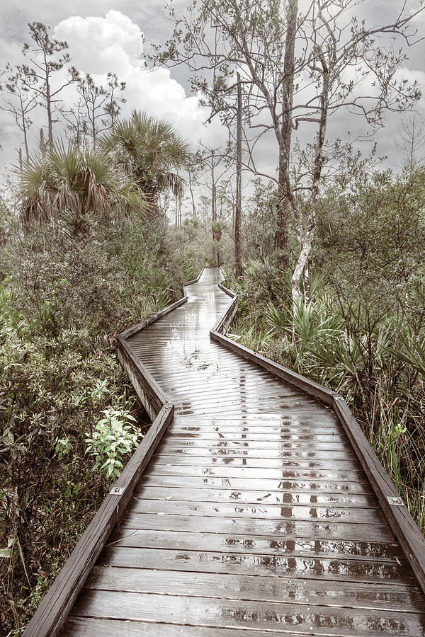 Rainy Reflections on the Boardwalk Trail in Soft Tones Photograph by Debra and Dave Vanderlaan