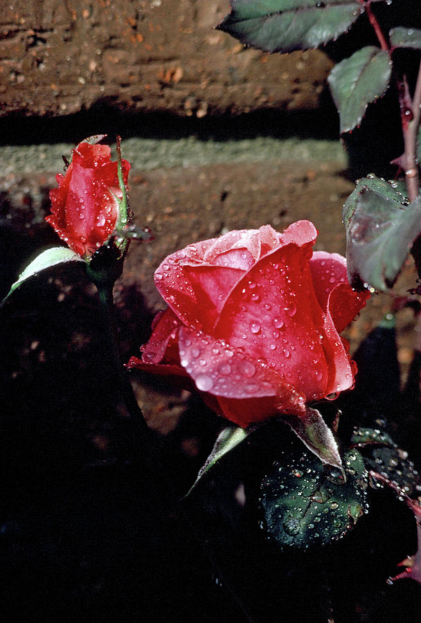 Rainy Rose Photograph by Beverly Read