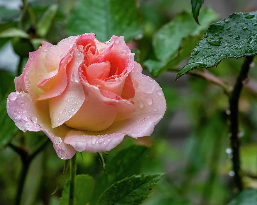Rainy Rose Photograph by Cathy Kovarik