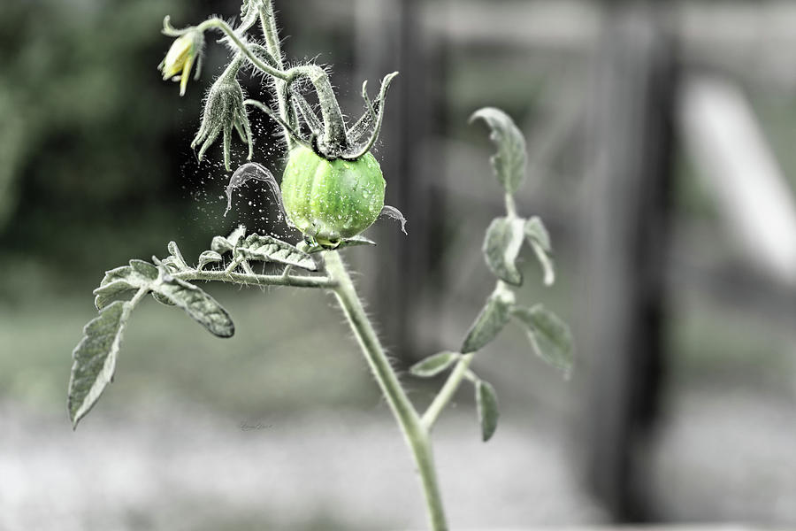 Rainy Tomato Photograph by Sharon Popek