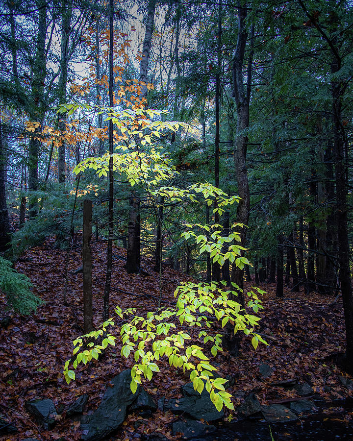 Rainy Woodland Photograph by Joseph Smith