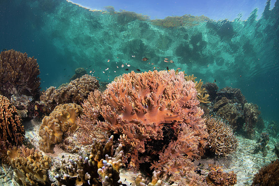 Raja Ampat Reef scape Photograph by Simon Lorenz | Pixels