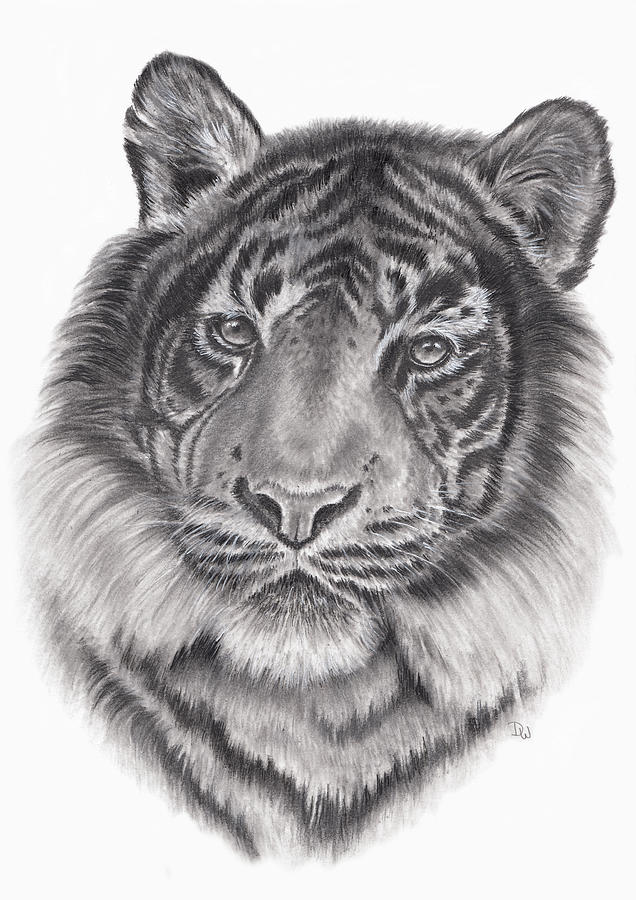 Wildlife Drawing - Raja by Pencil Paws