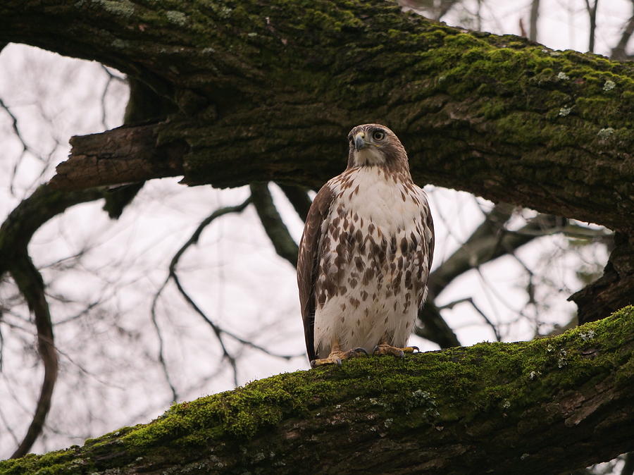 Raleigh Red tail by Jordan Paw Raleigh Red tail by Jordan Paw