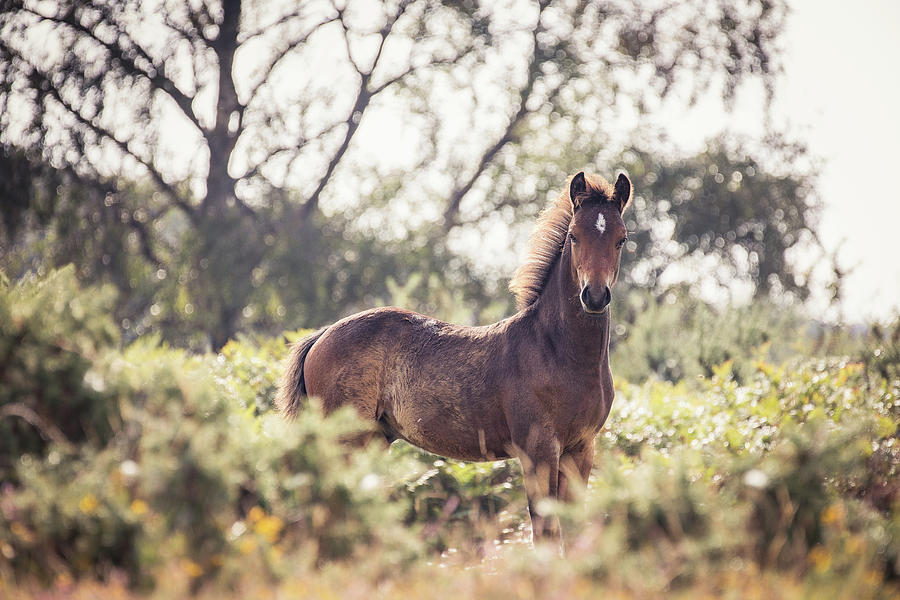 Ralph - Horse Art Photograph by Lisa Saint