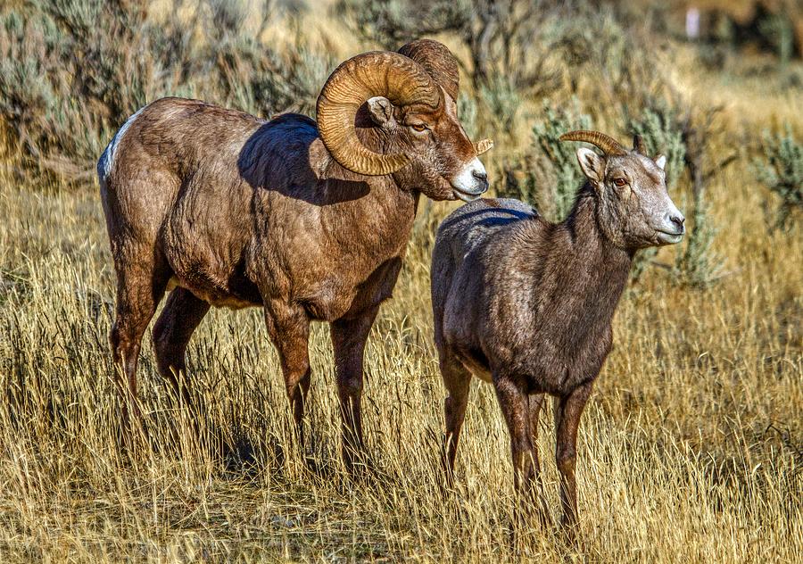 Ram And Ewe Bighorn Sheep Photograph by Mountain Dreams Pixels